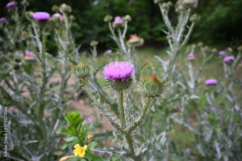 thistle  Distel  Bl  te  blossom  bloom