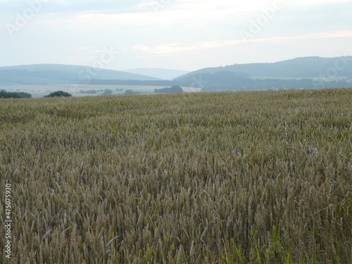 Kornfeld  cornfield