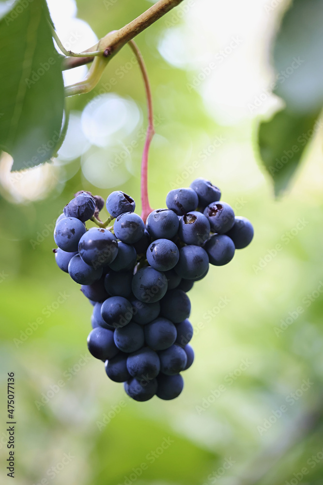 Blue grapevines and green leaves of a wine cultivar called Vitis Zilga growing in Finland