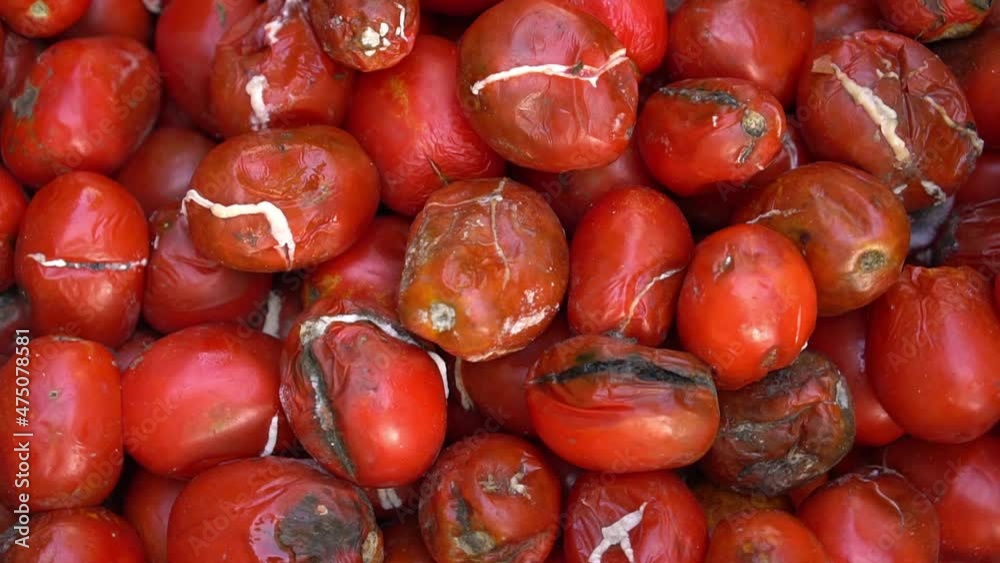 Food waste. Food loss at the agricultural production, harvest or retail distribution. Spoiled rotten tomatoes, mold on vegetables. Organic bio waste, Composting Food waste. Food loss at the agricultural production, harvest or retail distribution. Spoiled rotten tomatoes, mold on vegetables. Organic bio waste, Composting