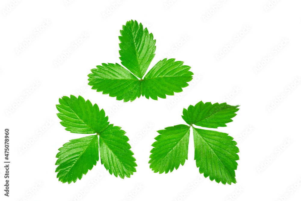 Strawberry leaves isolated on white background. Strawberry leaf Strawberry leaves isolated on white background. Strawberry leaf