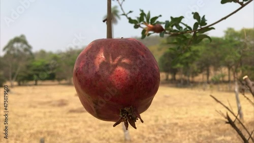 româ, roman, fruto, fruta, fazenda, pomar, tentação, roça, rural, agro, fruit photo