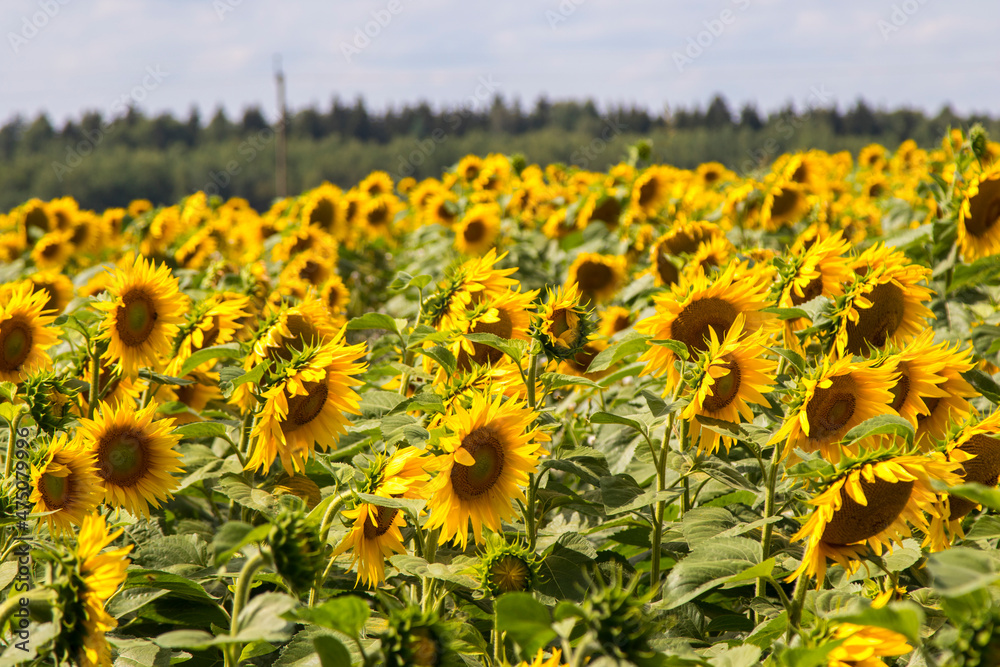 Fototapeta premium Blooming sunflowers natural background, close-up.
