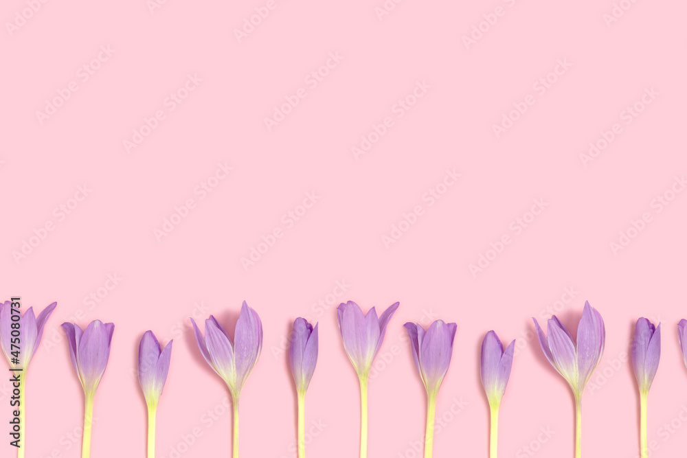 Row of colchicum flowers on a pink pastel background. Springtime delicate concept. Row of colchicum flowers on a pink pastel background. Springtime delicate concept.