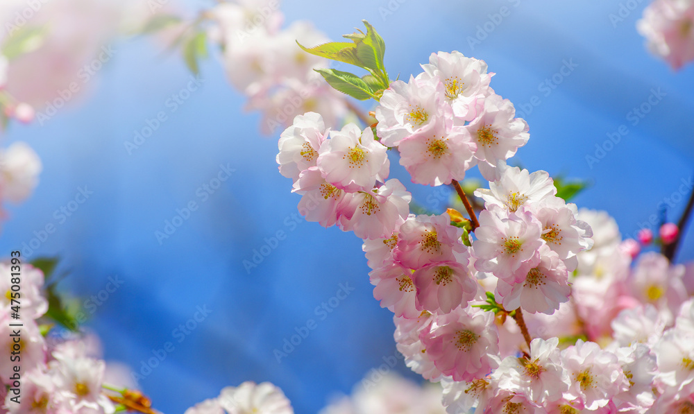 Blooming sakura with pink flowers in spring Blooming sakura with pink flowers in spring