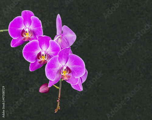 Beautiful branch of bright purple Phalaenopsis orchid flower  known as the Moth Orchid or Phal  on dark gray background. Selective focus on foreground  place for your text in right