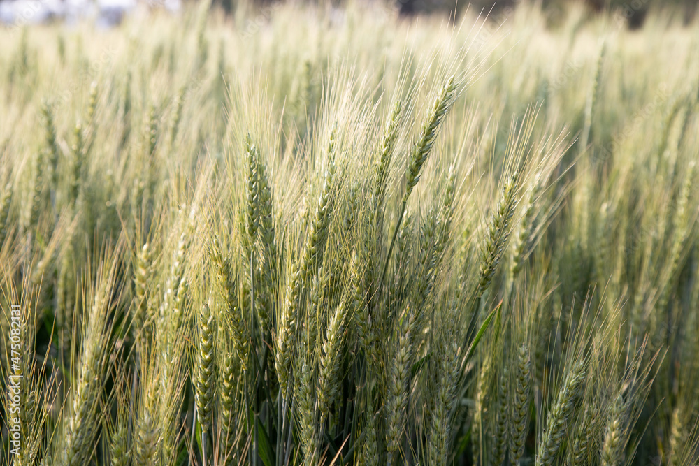 Field of green wheat in bright sunshine day. Field of green wheat in bright sunshine day.