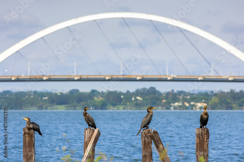 A flock of Neotropic Cormorant or Olivaceous Cormorant also know as Bigua on a log over the lake. In the background the JK bridge in Brasília. Species Nannopterum brasilianus. Birdwatcher photo