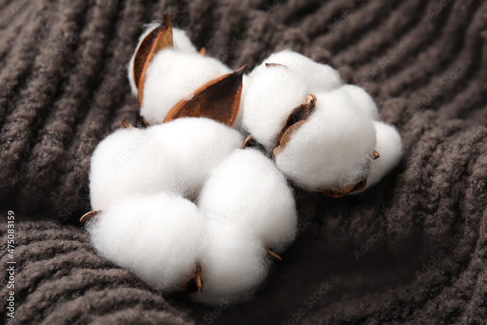 Beautiful cotton flowers on dark knitted background, closeup Beautiful cotton flowers on dark knitted background, closeup