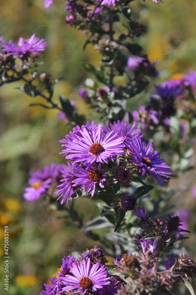 Obraz premium Purple wildflowers growing in the sunny meadow.