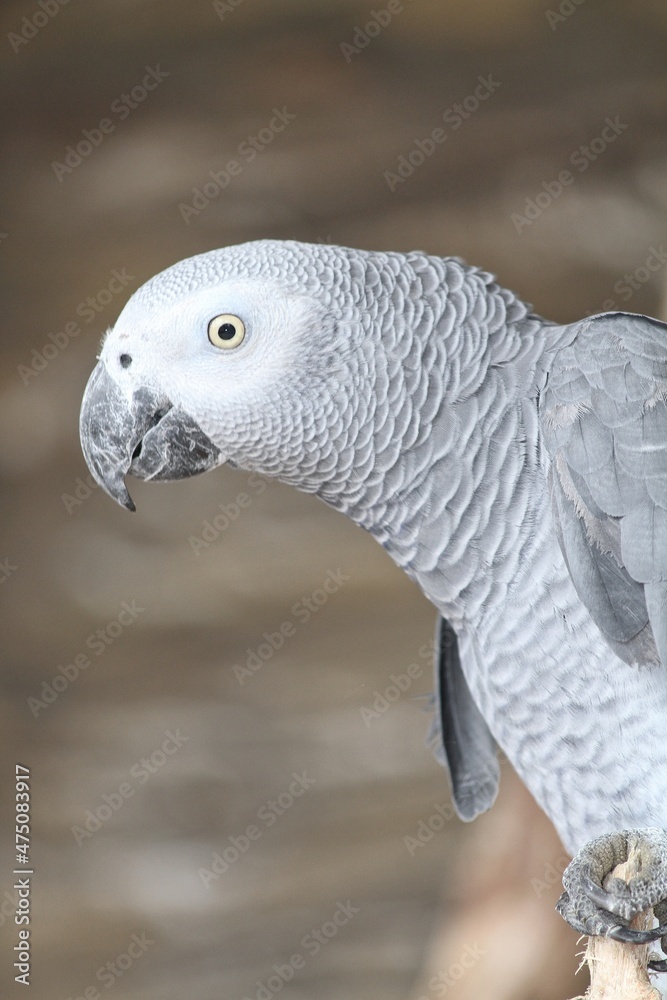 Fototapeta premium close up of a parrot