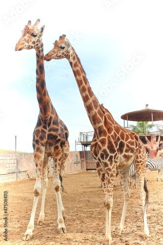 Canvas Print giraffe in the zoo