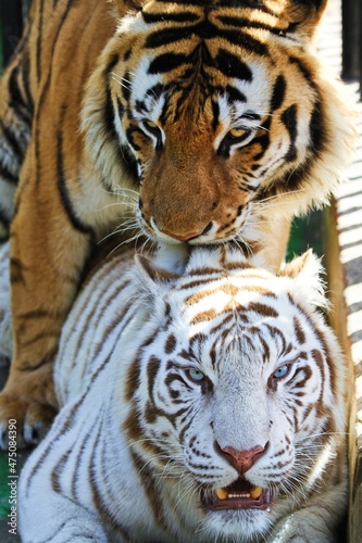 portrait of a bengal tiger and white tiger