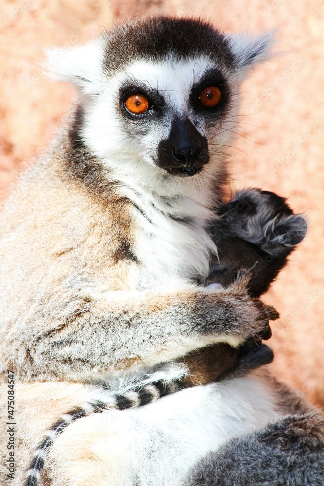 Fototapeta premium ring lemur