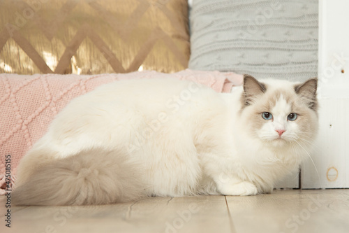 Portrait of thoroughbred blue-eyed ragdoll in perfect shape in home interior. Blue-eyed cats. Pet care products. Keeping animals. Food for long-haired cats. Breeding of animals.