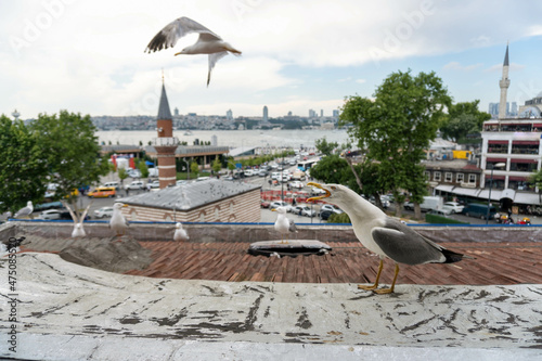 Seagulls in istanbul bosphorus 