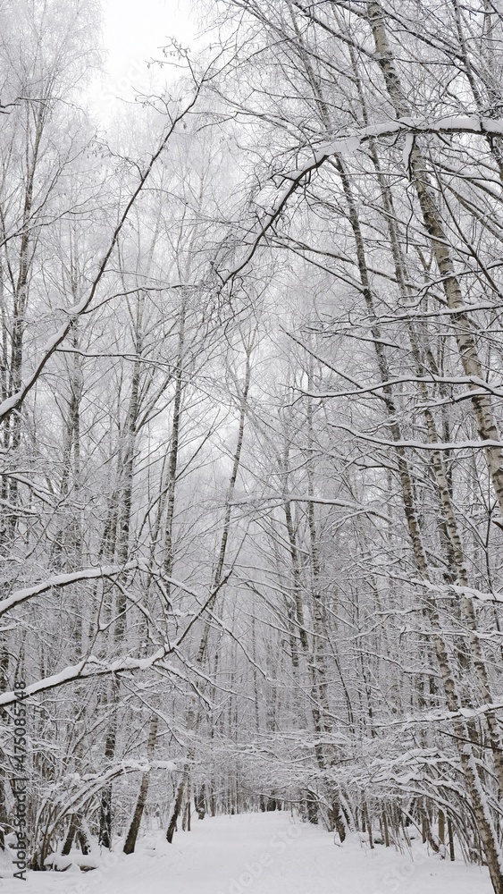 Naklejka premium forest in winter