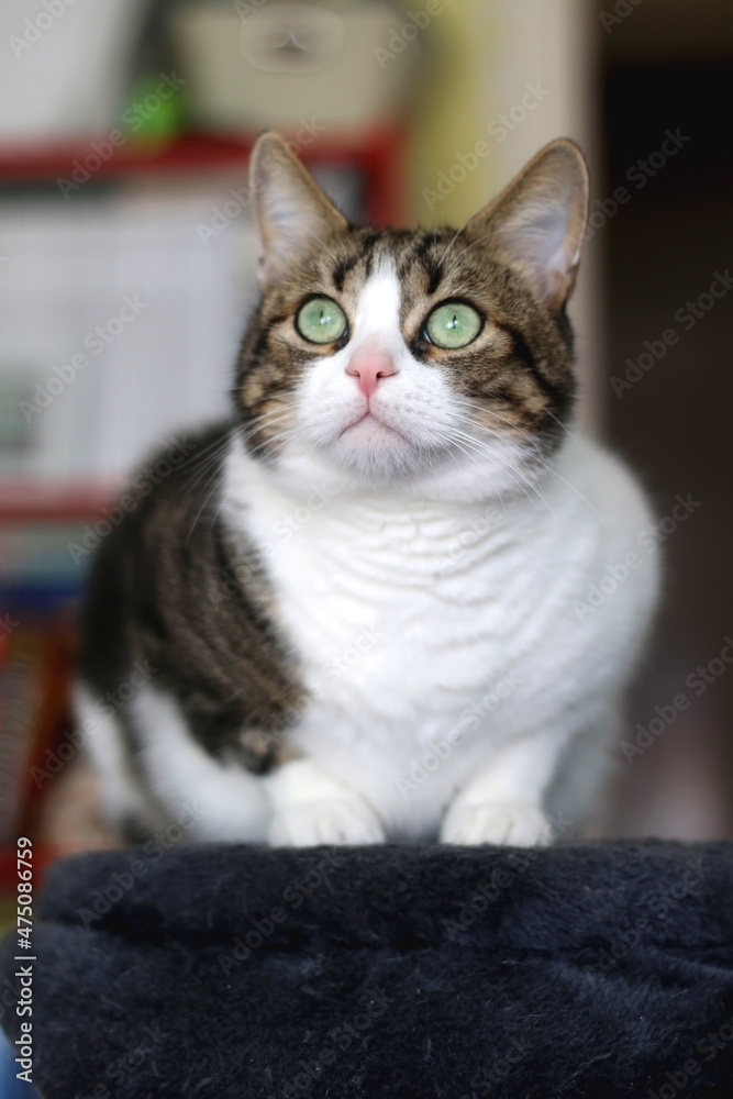 Beautiful tabby cat sitting on a cat tree at home. Selective focus.