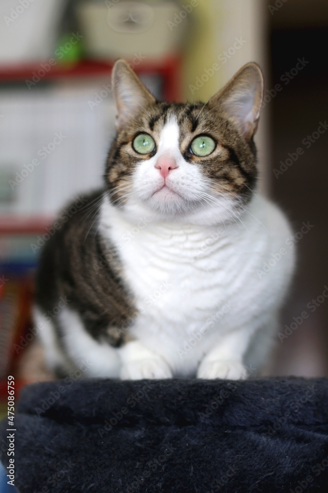Fototapeta premium Beautiful tabby cat sitting on a cat tree at home. Selective focus.