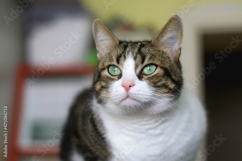 Beautiful tabby cat sitting on a cat tree at home. Selective focus.