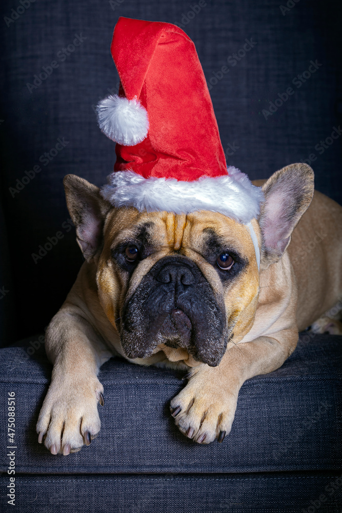 French Bulldog wishes Happy New Year.
