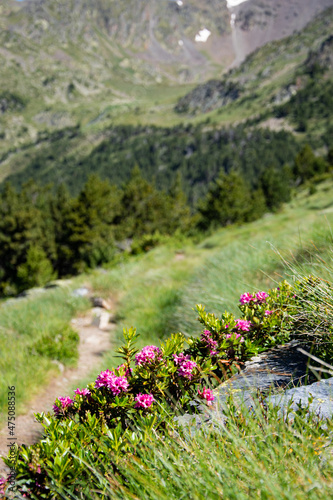 Flora and fauna on the path of the riu valley, Andorra, Catalunya, The Pyrenees, Europe