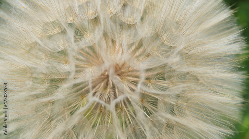 Dandelion seeds close up.White fluffy Dandelions. Natural green blurred spring abstract background.Beautiful Dandelions.Picture for screensaver  wallpaper  card design  cover printing.Horizontal photo