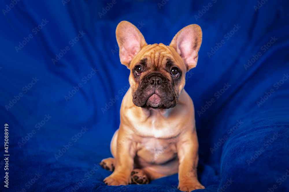 Portrait of a funny French bulldog puppy