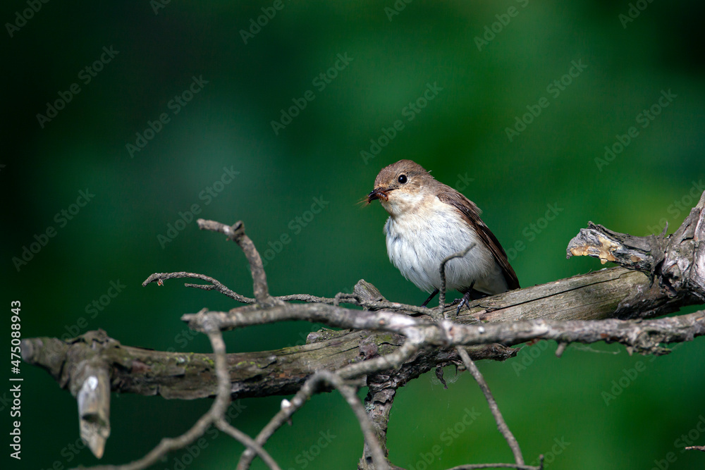 The spotted flycatcher is a small passerine bird in the Old World flycatcher family. The spotted flycatcher is a small passerine bird in the Old World flycatcher family.