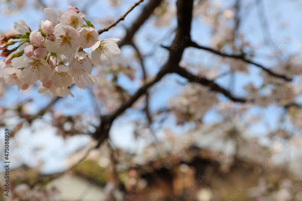 Obraz premium 開花が始まった染井吉野