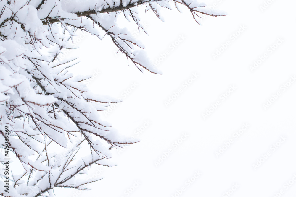 Obraz premium Abstract background with tree branches in snow