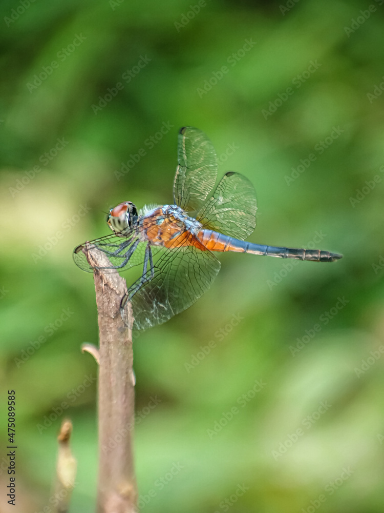 dragonfly on a leaf dragonfly on a leaf