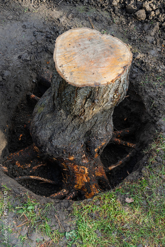 Stump of fruit tree was dug up from all sides with a shovel. Close-up. Thick roots are cleared of soil for removal with chainsaw. Blurred background. Selective focus