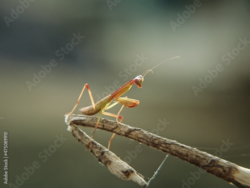 grasshopper on a branch © Murhan