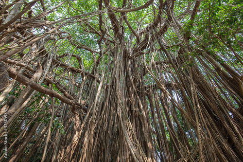 Old ancient Banyan tree with long roots that start at the top of the branches to the ground, India