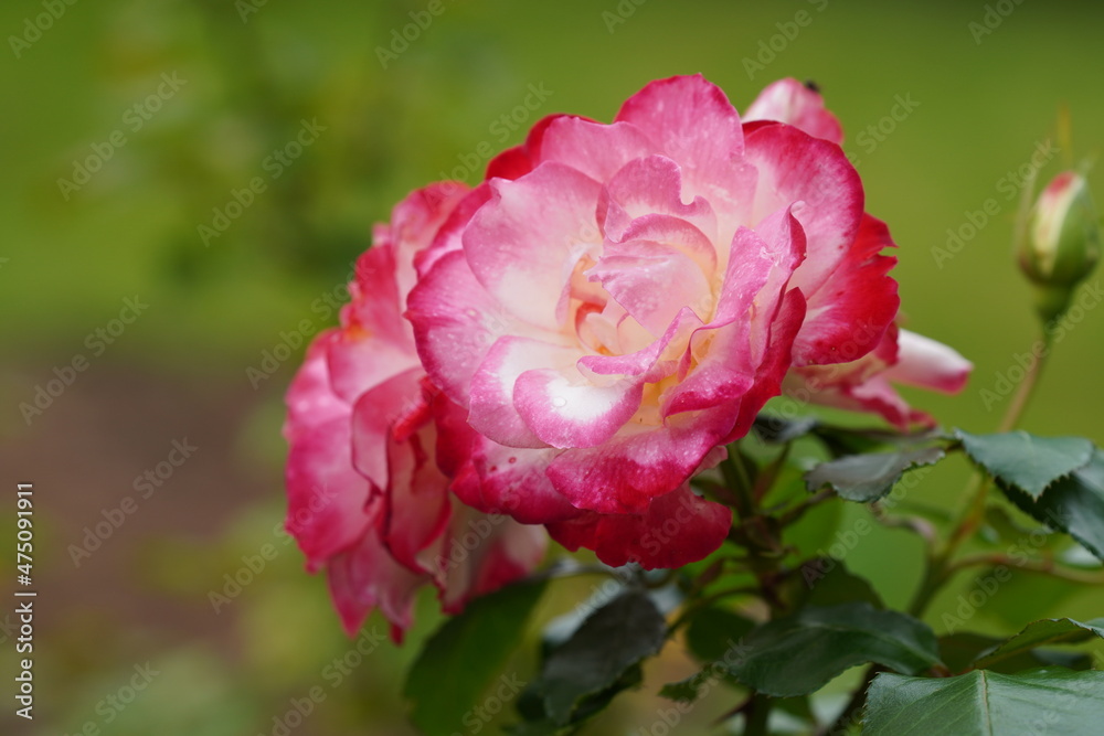 Flower, Garten, Outdoor, Blume, Blüte, Garten, Draußen Flower, Garten, Outdoor, Blume, Blüte, Garten, Draußen