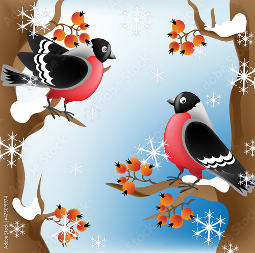 Fotografia, Obraz Winter birds bullfinches Pyrrhula pyrrhula on a rowan tree wish Merry Christmas