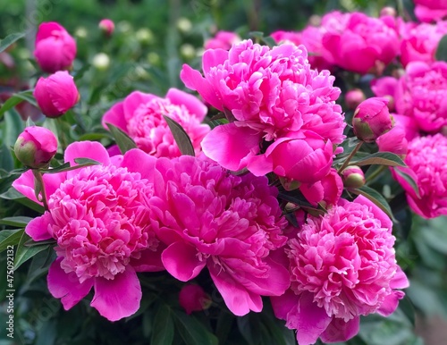 Abstract bright pink peony flowers background. Paeonia Princess Margaret. Beautiful pink peonies growing in the garden. Beatiful bloom.