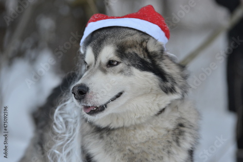 a malamute dog in a red Santa Claus hat © Анастасия Грачева