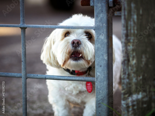 Bilde på lerret View of little white dog barking through metal fence