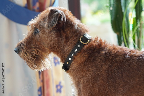 Foto Irish Terrier, Irischer Terrier