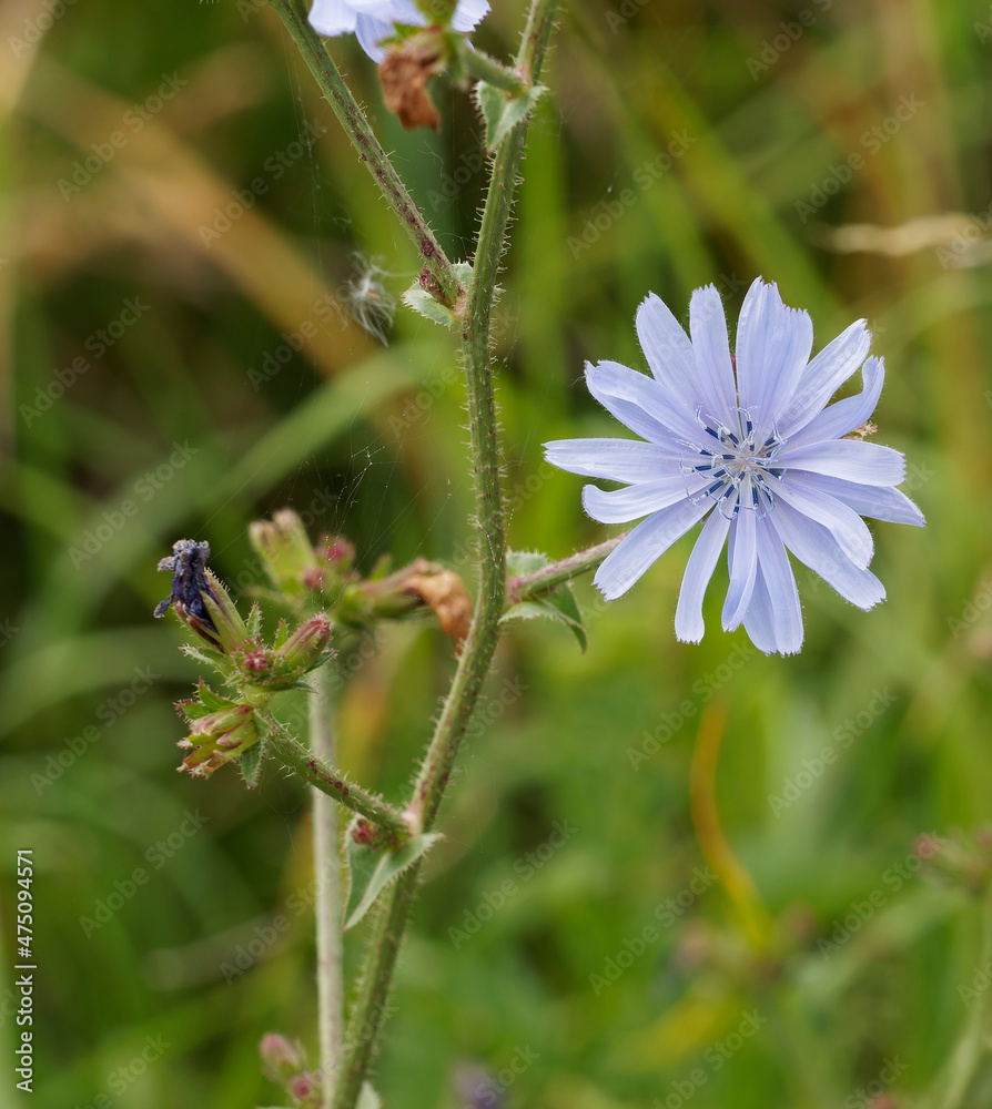 (Cichorium intybus) Fleurs de chicorée sauvage ligulées à capitules bleues étalées d'aspect dégarnis sur tige rigide et velue (Cichorium intybus) Fleurs de chicorée sauvage ligulées à capitules bleues étalées d'aspect dégarnis sur tige rigide et velue