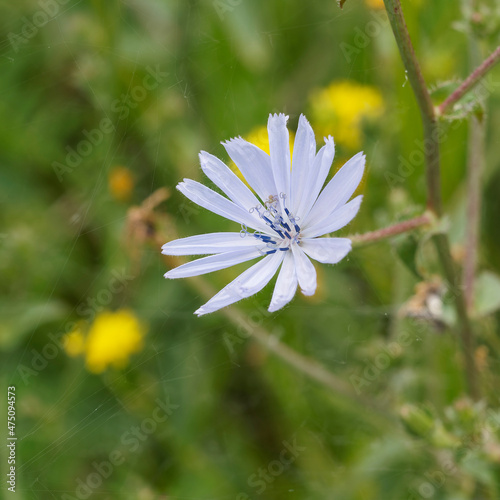 Cichorium intybus - Gros plan sur une fleur de chicorée sauvage ou chicorée commune à inflorescence bleue 