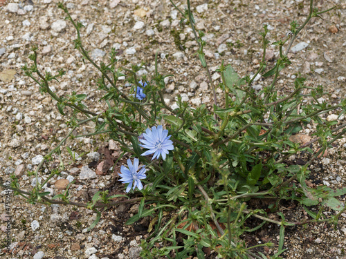 (Cichorium intybus) Plant de fleurs bleues ligulées sur tiges rameuses et velues de chicorée sauvage ou chicorée commune 