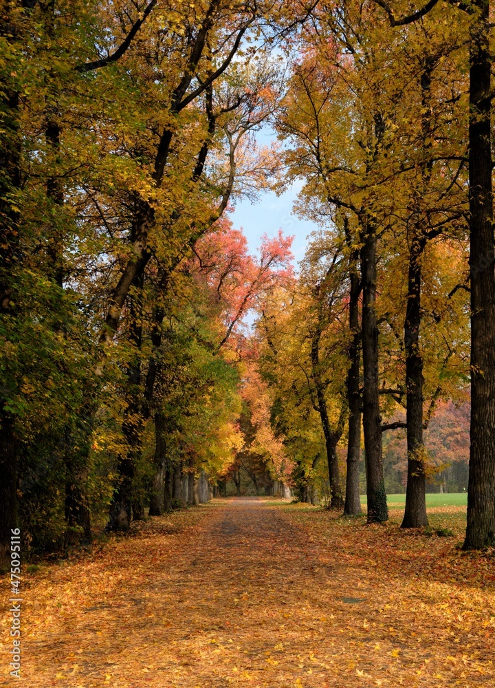 Obraz premium tree lined avenue in the autumn time with colorful leaves