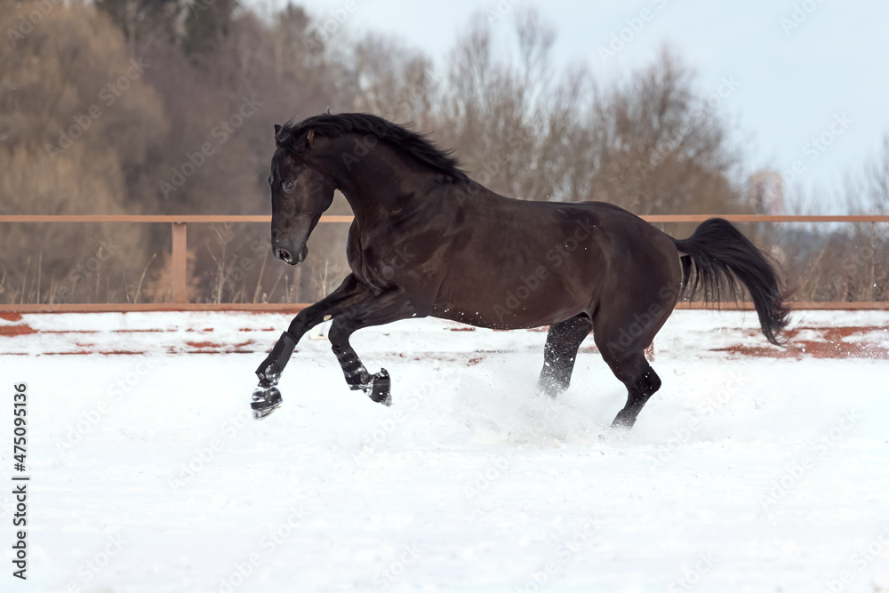 A black young strong horse gallops through the snow in the levada. A walk of a chestnut stallion at large. Steam from the nostrils of an animal A black young strong horse gallops through the snow in the levada. A walk of a chestnut stallion at large. Steam from the nostrils of an animal