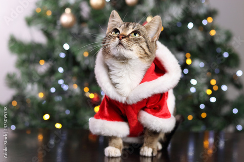 Little gray cat in red Santa Claus costume sitting on the background of the Christmas Tree. Close up of a kitten. Pet care. Christmas concept. New Year. Greeting card. Gray little cat with big eyes. © Mariia
