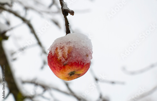 red apple on a branch of an apple tree, covered with the first frost snow