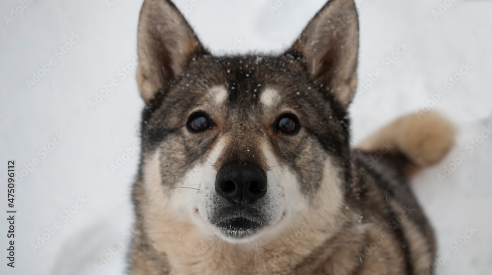 Portrait of a dog of West Siberian Laika breed on a winter day, front view