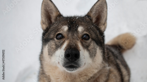 Portrait of a dog of West Siberian Laika breed on a winter day  front view